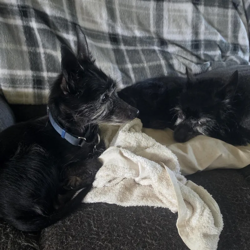 A senior small-sized male Black Scottish Terrier dog named Milo  Home to for adoption in South Elgin, IL