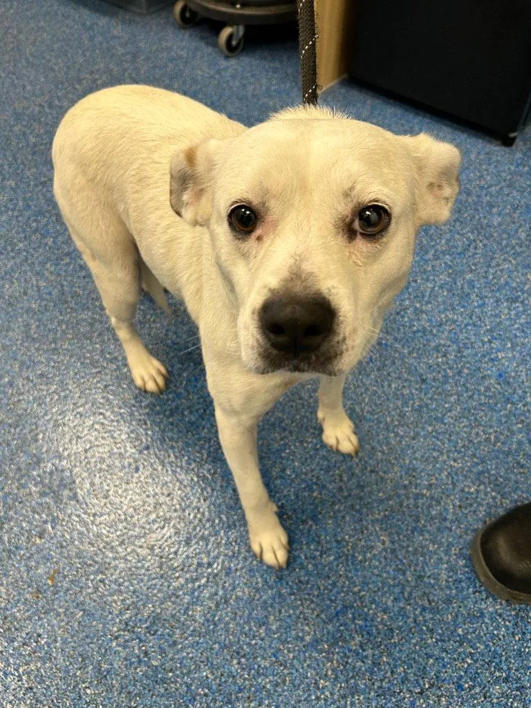 An adult medium-sized female Terrier dog named Mimi for adoption in Tarboro, NC