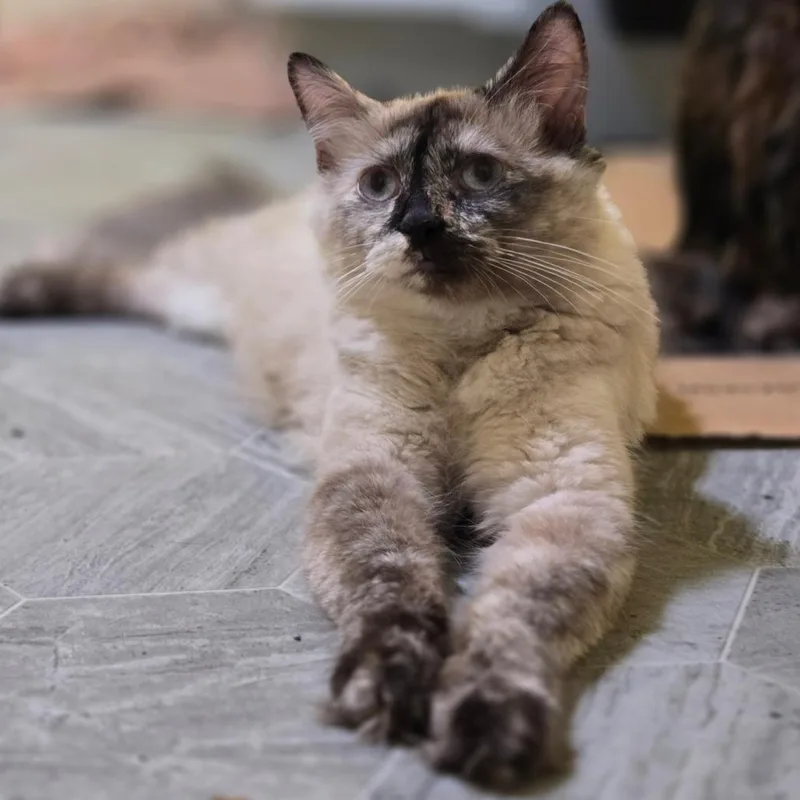 An adult medium-sized female Tortoiseshell Siamese cat named Dandelion for adoption in Brownsboro, AL