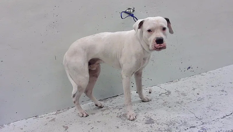 An adult large-sized male Boxer dog named Andy for adoption in Houston, TX