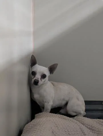 An adult small-sized male Chihuahua dog named Bruce for adoption in Bakersfield, CA
