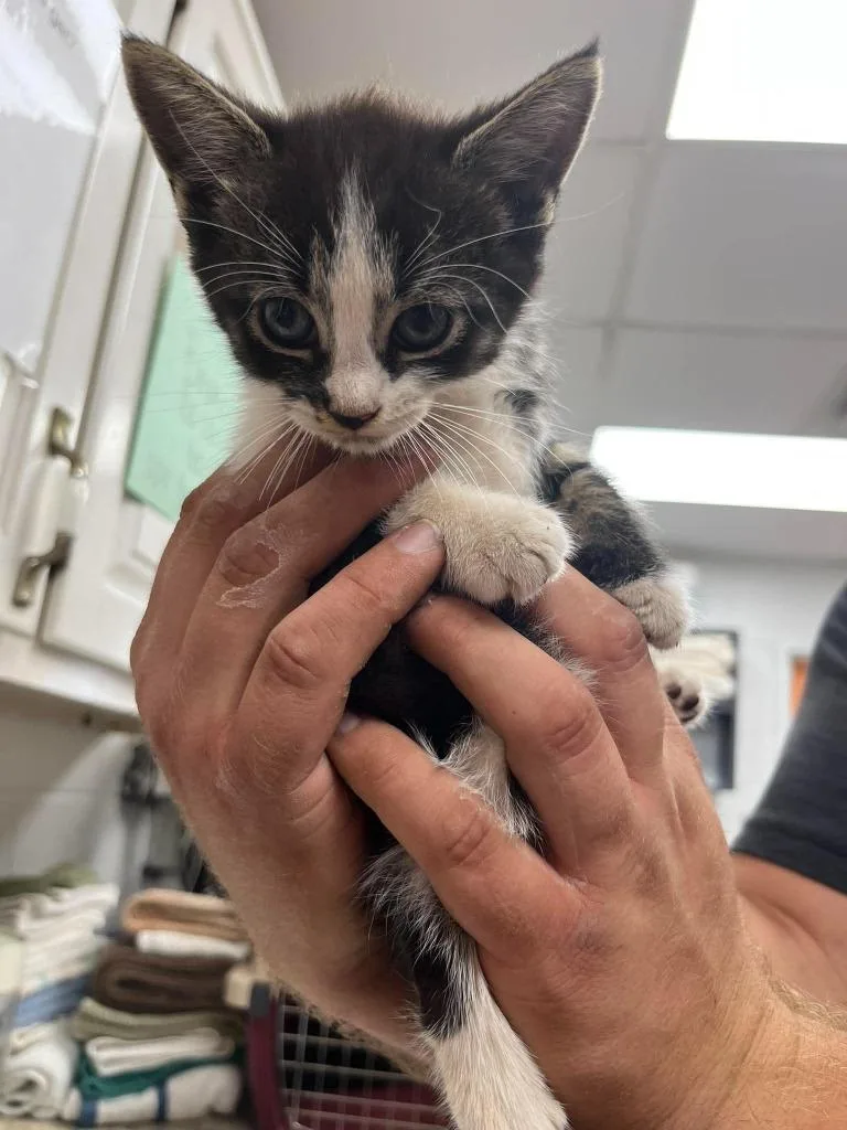 A baby small-sized female Domestic Short Hair cat named Sqiggle for adoption in Lavonia, GA