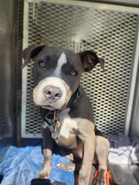 A young small-sized female Pit Bull Terrier dog named Saphire for adoption in Bakersfield, CA