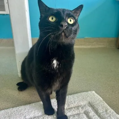 An adult medium-sized male Domestic Short Hair cat named Cantaloupe for adoption in East Montpelier, VT