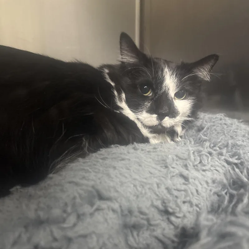 An adult large-sized female Black Domestic Long Hair cat named Sparkles for adoption in Canastota, NY