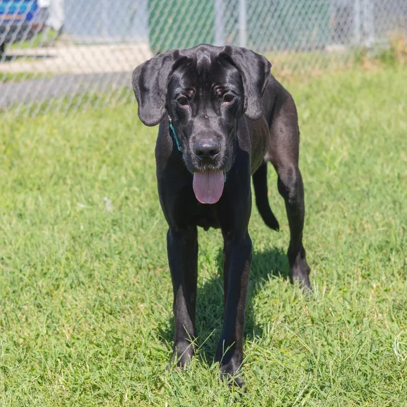 A young large-sized male Great Dane dog named Onyx for adoption in Wilmington, DE