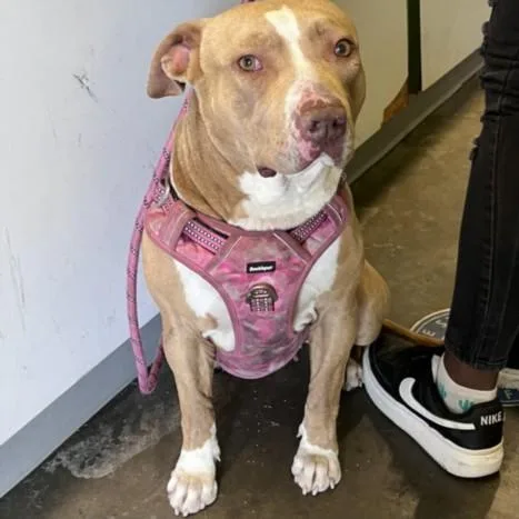 An adult large-sized female American Staffordshire Terrier dog named Blanch Elizabeth for adoption in Los Angeles, CA