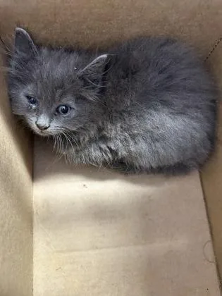 A baby small-sized female Domestic Short Hair cat named Sam for adoption in West Chester, PA