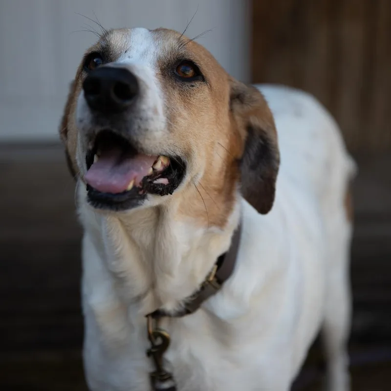 A senior large-sized female White / Cream Mixed Breed dog named Barbie for adoption in Huntsville, AL