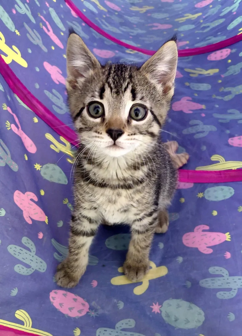 A baby medium-sized male Domestic Short Hair cat named Fraser for adoption in Montello, WI