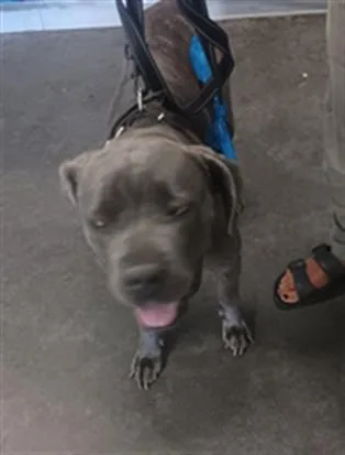 An adult large-sized female Pit Bull Terrier dog named Baby for adoption in Los Angeles, CA