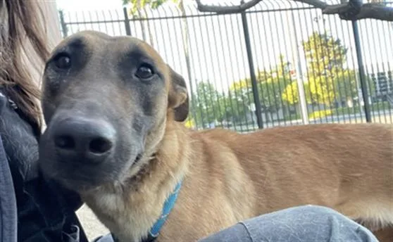 An adult large-sized female Belgian Shepherd / Malinois dog named Malory for adoption in Redlands, CA