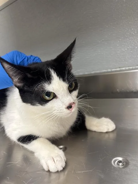 A young small-sized female Domestic Short Hair cat named Joan for adoption in Las Vegas, NV