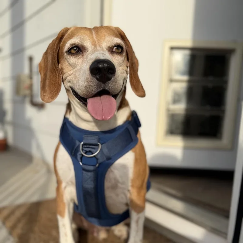 An adult medium-sized male Brown / Chocolate Beagle dog named Hank the Tank for adoption in Austin, TX