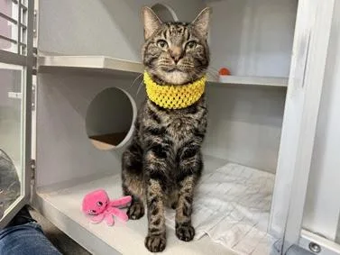An adult medium-sized male Tabby (Brown / Chocolate) Domestic Short Hair cat named DaisyBoy for adoption in New York, NY