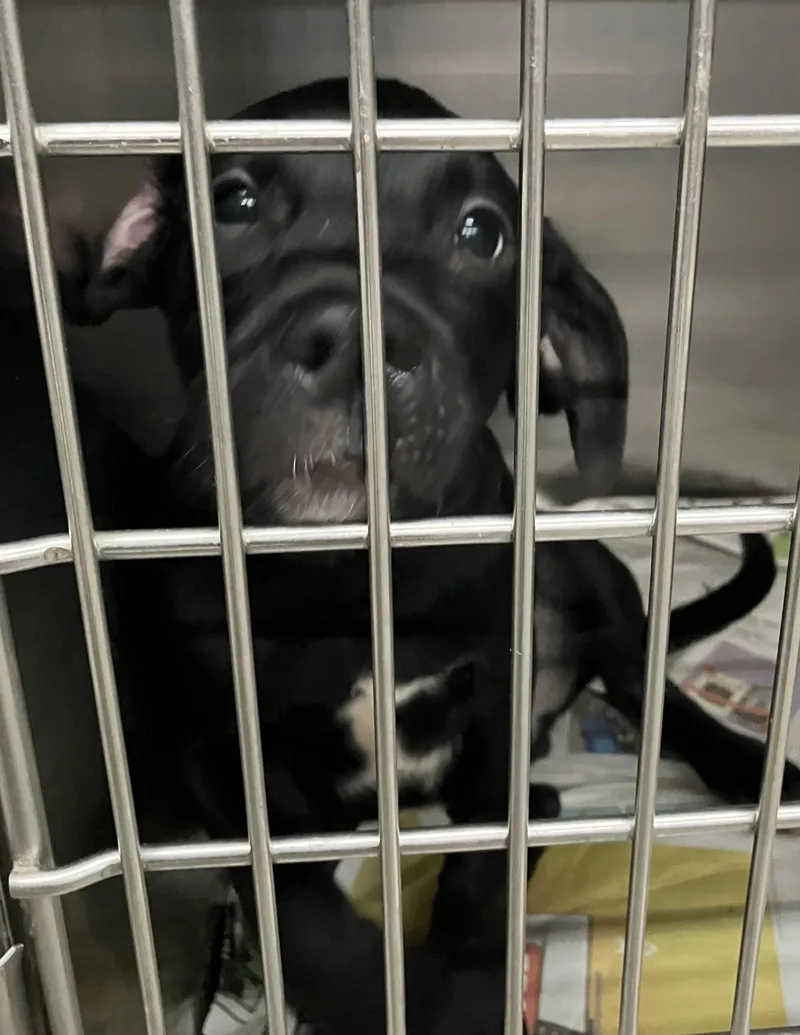 A baby medium-sized male Black Mixed Breed dog named Jackson for adoption in Parma, OH