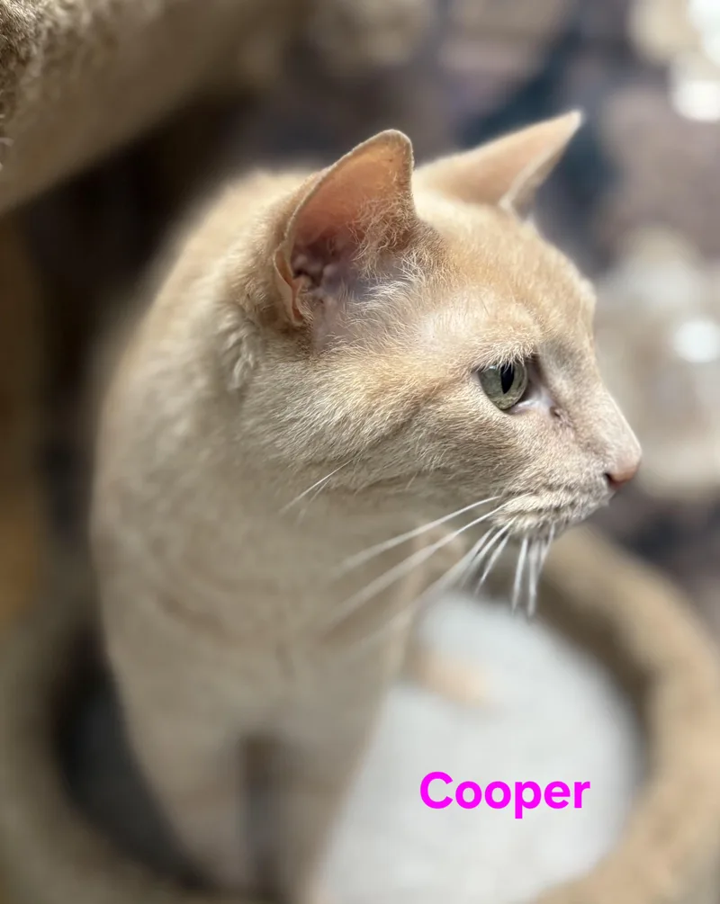 Cooper thumbnail 2