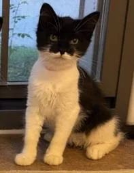 A young medium-sized female Black & White / Tuxedo Domestic Medium Hair cat named Bat Cat for adoption in Provincetown, MA