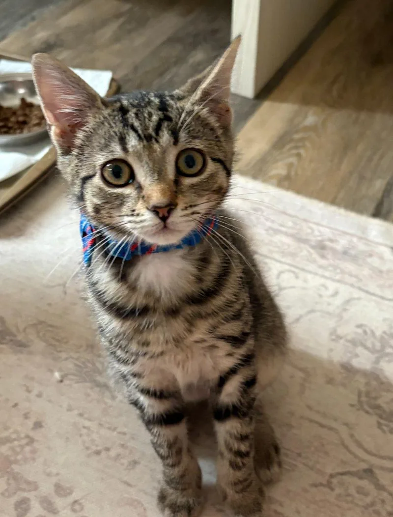 A baby small-sized male Tabby (Brown / Chocolate) Domestic Short Hair cat named Swirly for adoption in Raleigh, NC