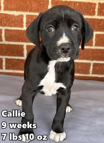 A young medium-sized female Retriever dog named Callie for adoption in Buffalo, MN