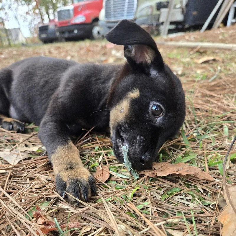 A young medium-sized female Labrador Retriever dog named Lil B CP for adoption in Locust Grove, GA