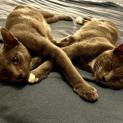A baby medium-sized male Russian Blue cat named Corn Flake for adoption in Tampa, FL