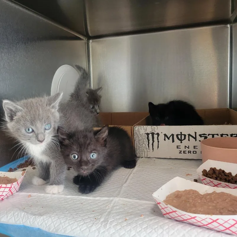 A baby small-sized female Black Domestic Short Hair cat named Pokemon for adoption in Westminster, CA