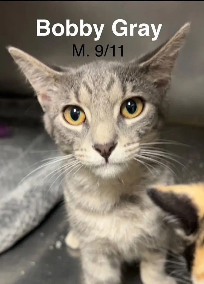 A young medium-sized male Gray / Blue / Silver Domestic Short Hair cat named Bobby Grey for adoption in Loogootee, IN