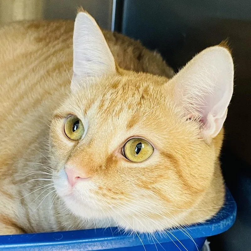 A young extra large-sized male Orange / Red Domestic Short Hair cat named Cinnamon for adoption in Columbia Station, OH