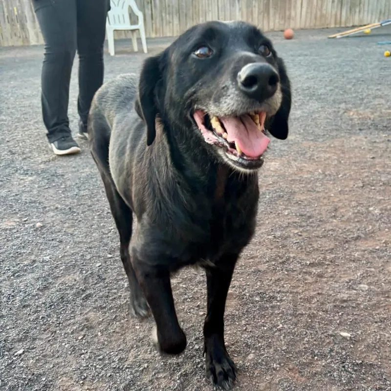 A senior medium-sized male Black Labrador Retriever dog named Betty for adoption in Quakertown, PA