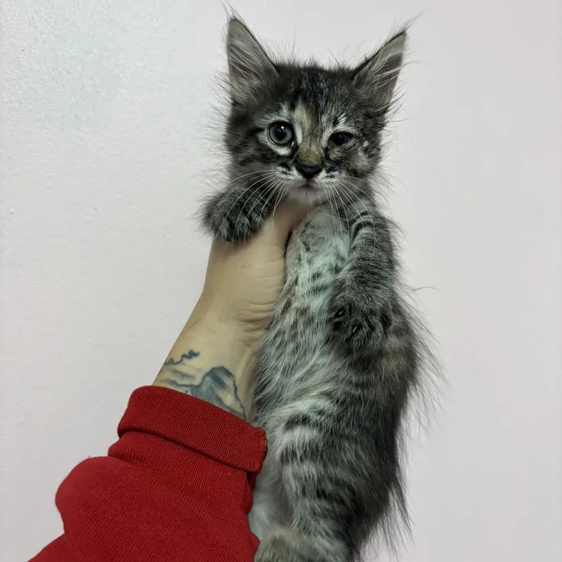 A baby small-sized female Torbie Domestic Medium Hair cat named Dovey for adoption in Webster, TX
