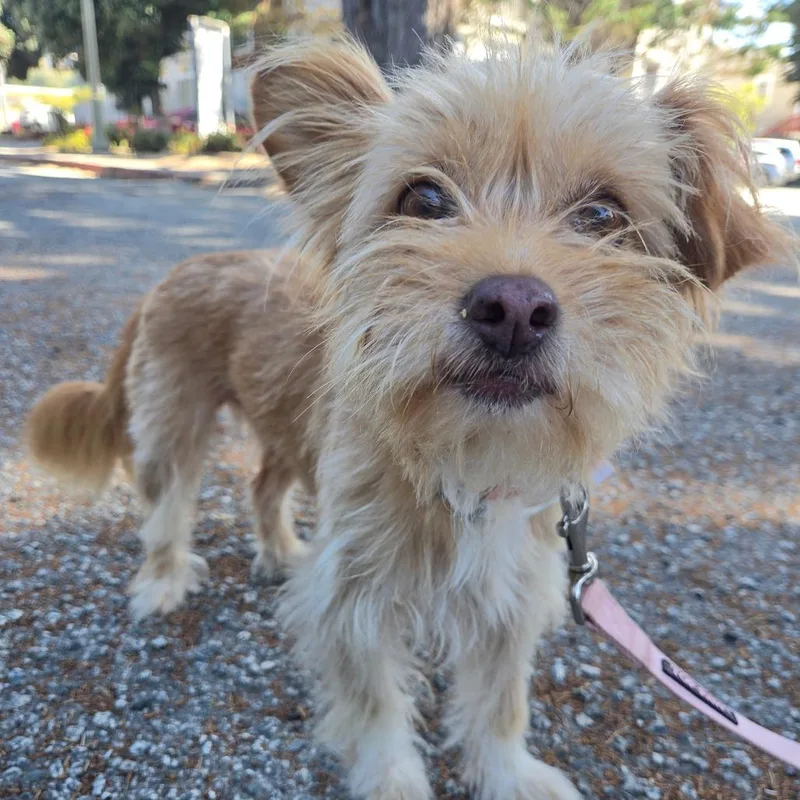 An adult small-sized female Yellow / Tan / Blond / Fawn Terrier dog named Mel for adoption in Pacifica, CA