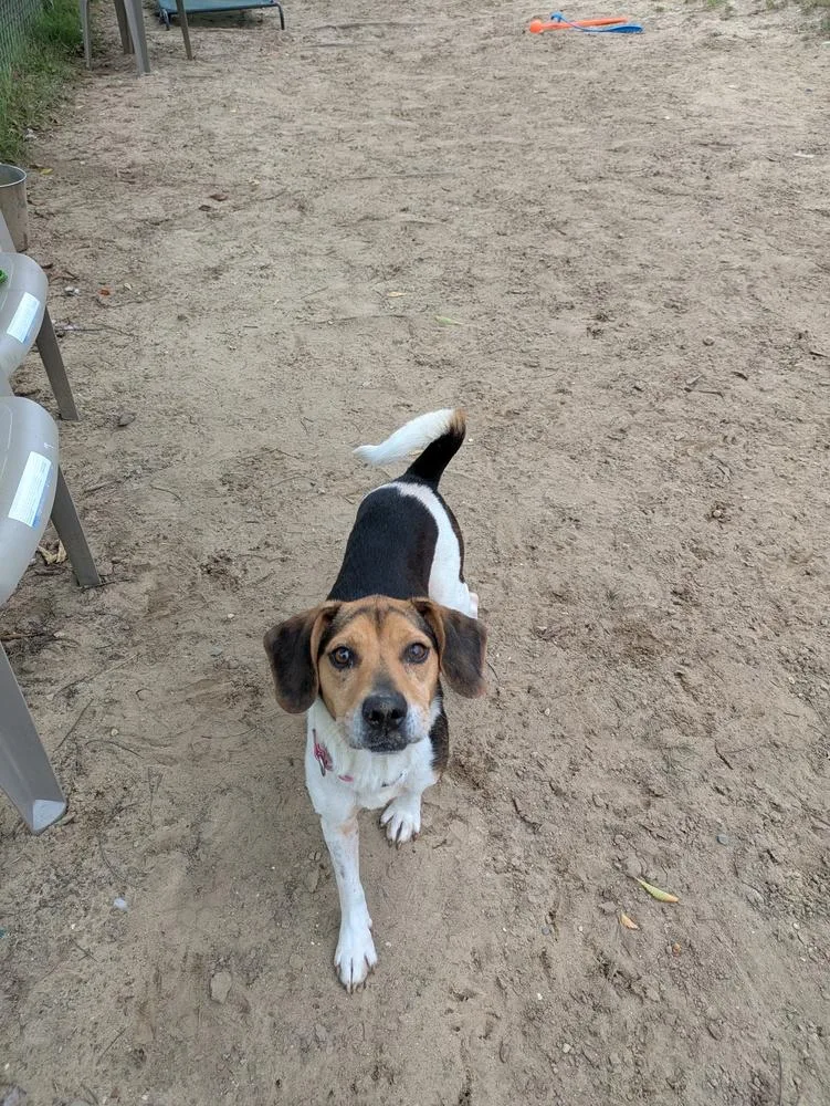 An adult medium-sized female Beagle dog named Ginger Snap for adoption in Kalamazoo, MI