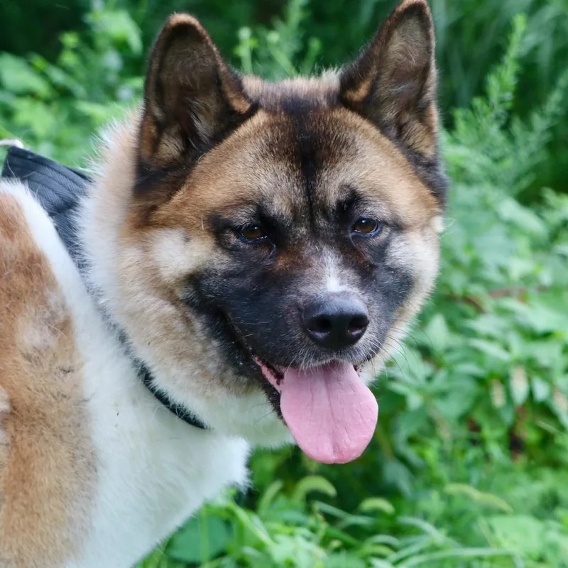 An adult medium-sized female White / Cream Akita dog named Roomba for adoption in Allentown, PA