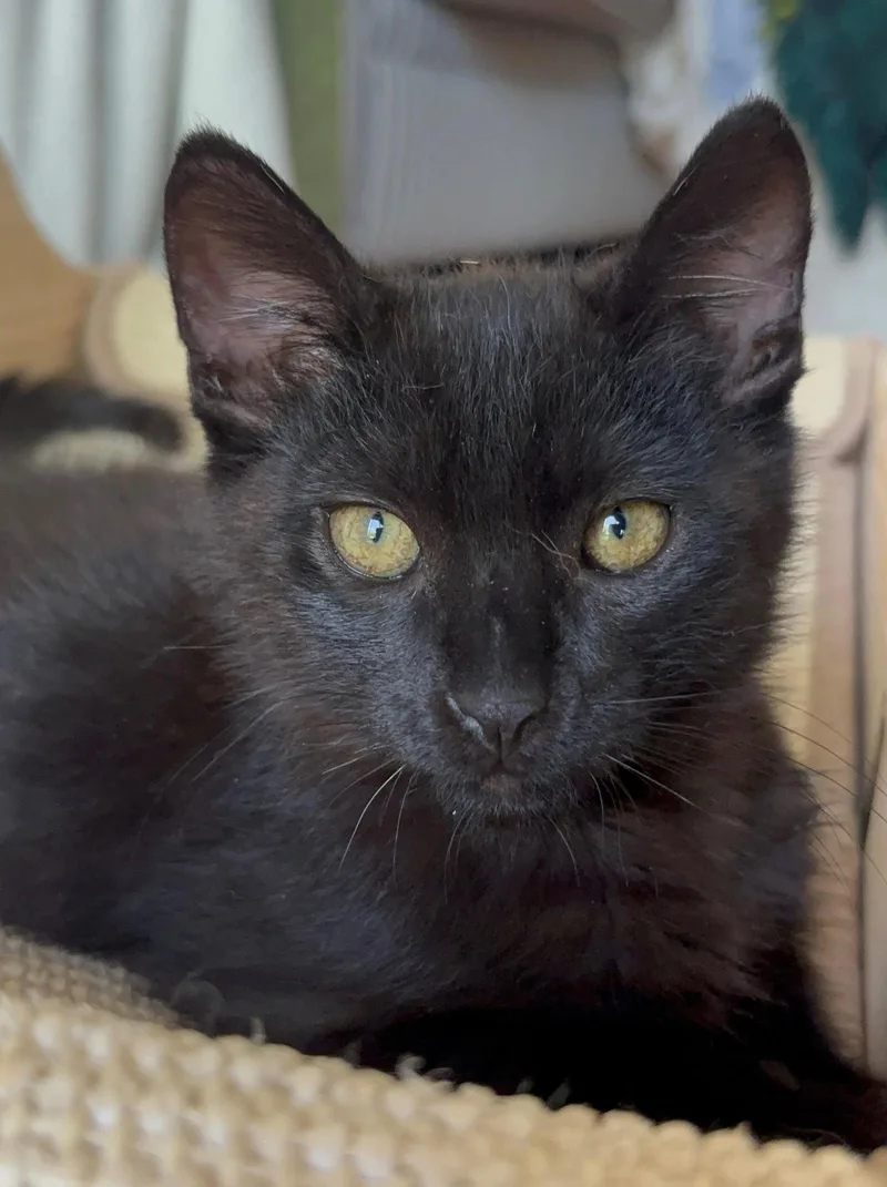 A baby medium-sized male Black Domestic Short Hair cat named Nibbler for adoption in Seal Beach, CA