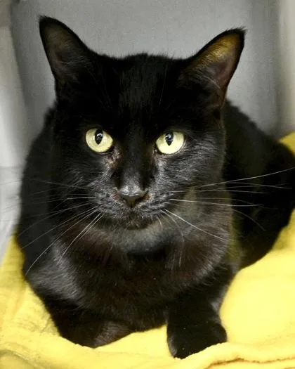 An adult small-sized female Domestic Short Hair cat named Darcy for adoption in West Seneca, NY