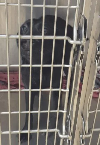 A young small-sized female Labrador Retriever dog named Margot for adoption in Decatur, IL