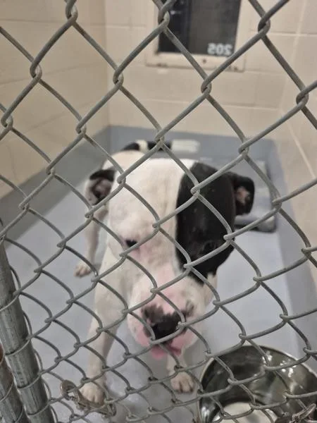 An adult small-sized male Pit Bull Terrier dog named P for adoption in Lawrenceville, GA