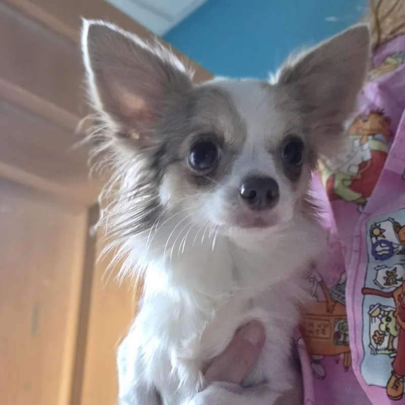 A young small-sized female Tricolor (Brown, Black, & White) Chihuahua dog named Stacy for adoption in Brookings, SD