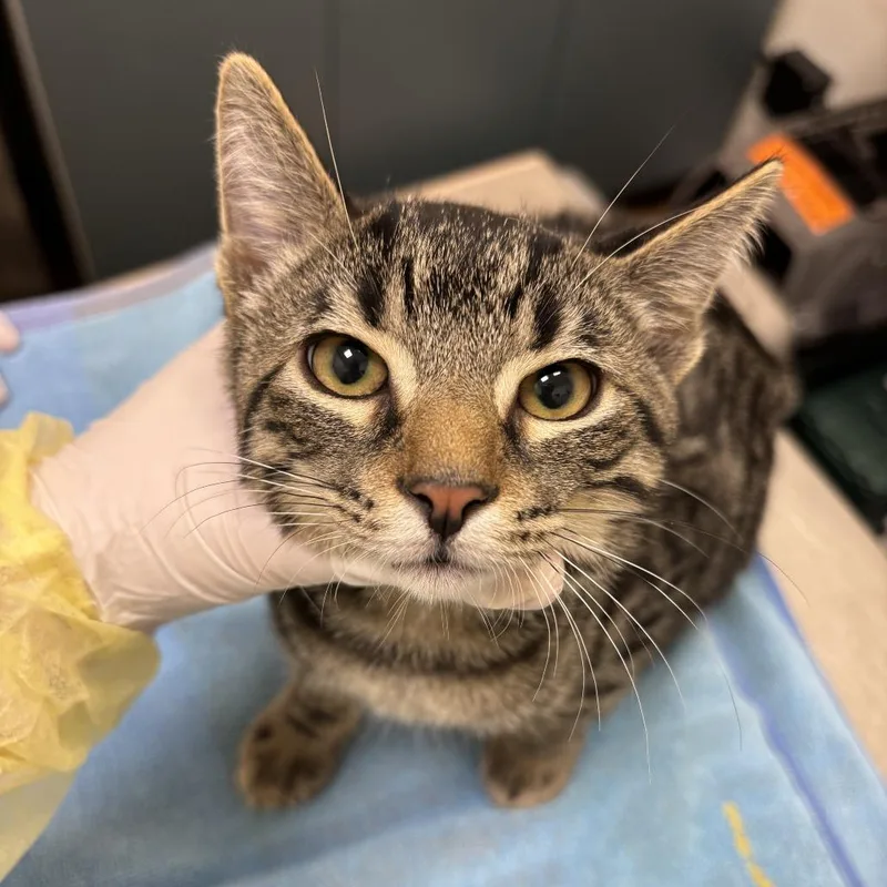 A baby small-sized male Brown / Chocolate Domestic Short Hair cat named Seamus for adoption in Evanston, IL