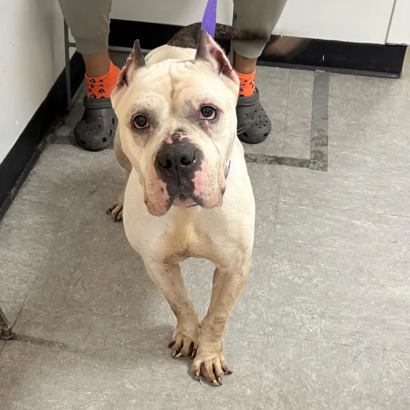 A senior medium-sized female White / Cream Mixed Breed dog named Scarlet for adoption in Philadelphia, PA