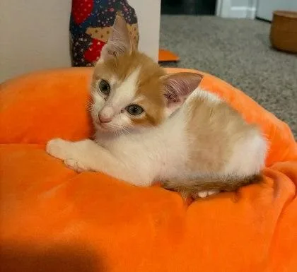 A baby small-sized male Domestic Short Hair cat named Popcorn for adoption in Chamblee, GA