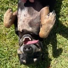 An adult medium-sized male Black German Pinscher dog named Po for adoption in Sarasota, FL
