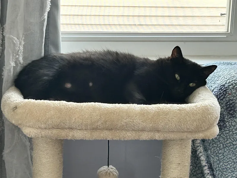 A young small-sized female American Shorthair cat named Ebony for adoption in Medford, MA