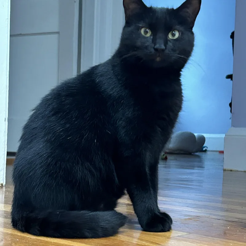 Ebony thumbnail 3