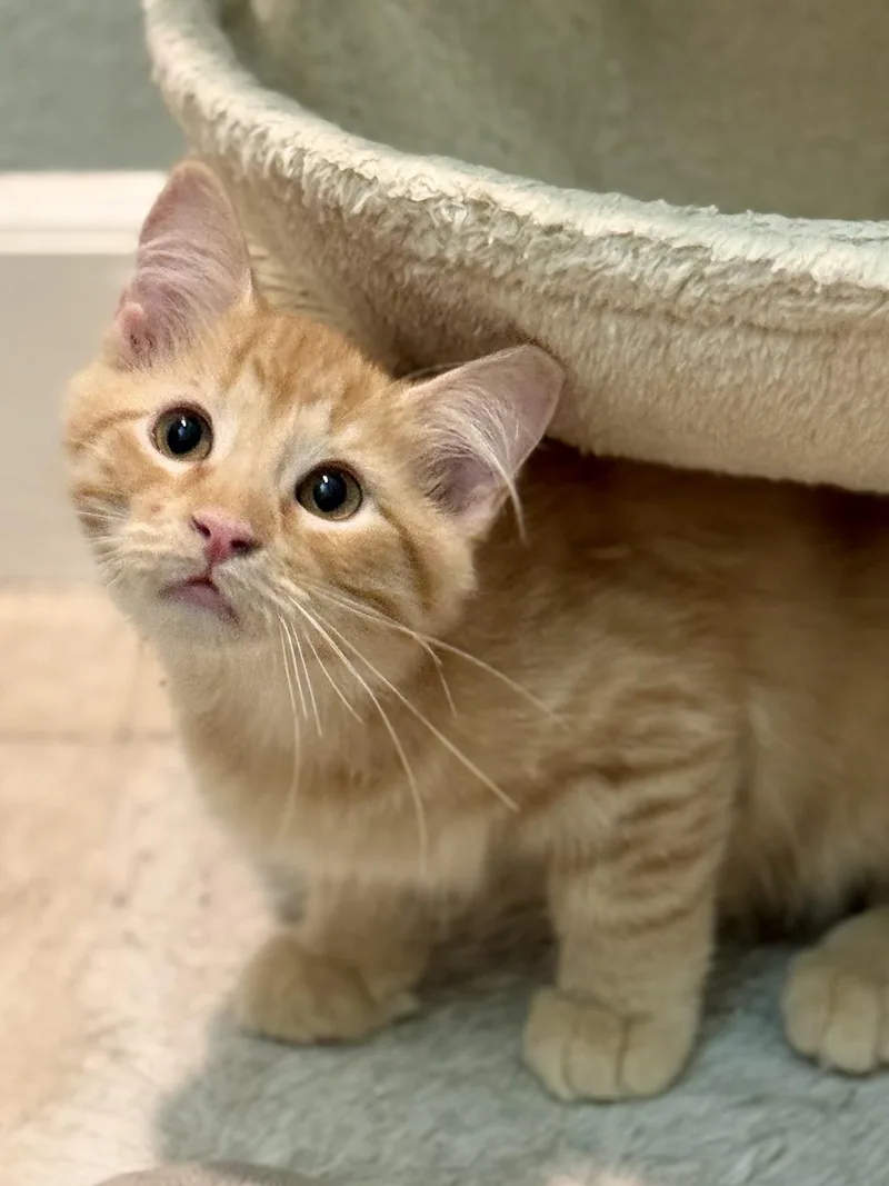 A baby small-sized male Domestic Long Hair cat named Steve for adoption in Carlsbad, CA