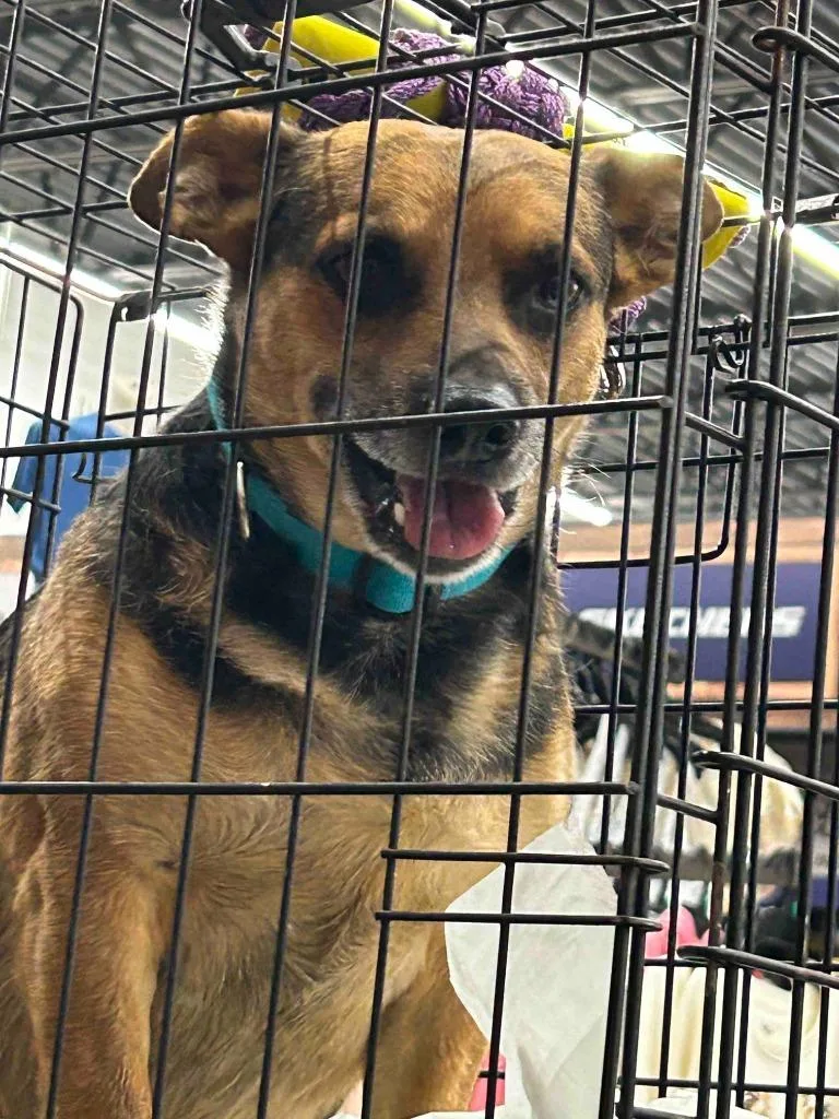 A senior small-sized male Corgi dog named Shorty for adoption in Glen Rose, TX