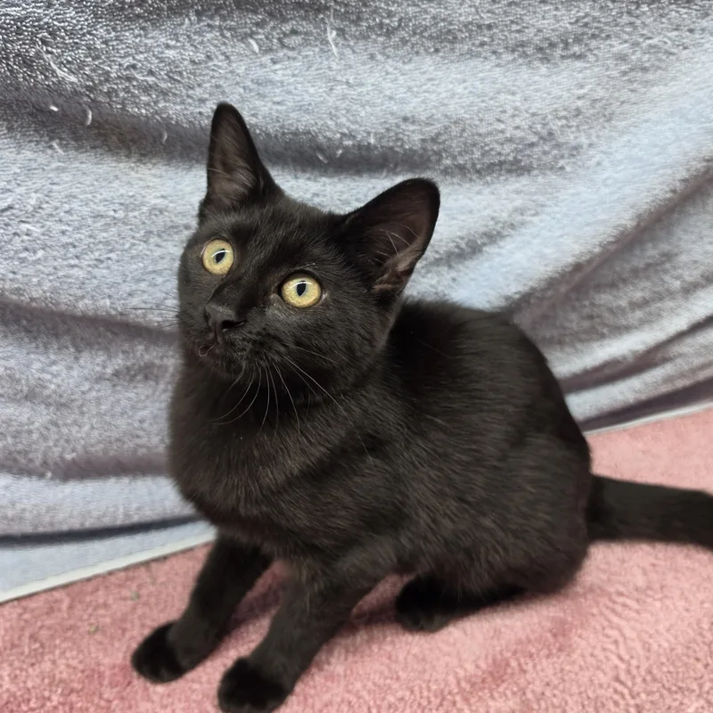 A baby small-sized female Black Domestic Short Hair cat named Felicity for adoption in Avon Lake, OH