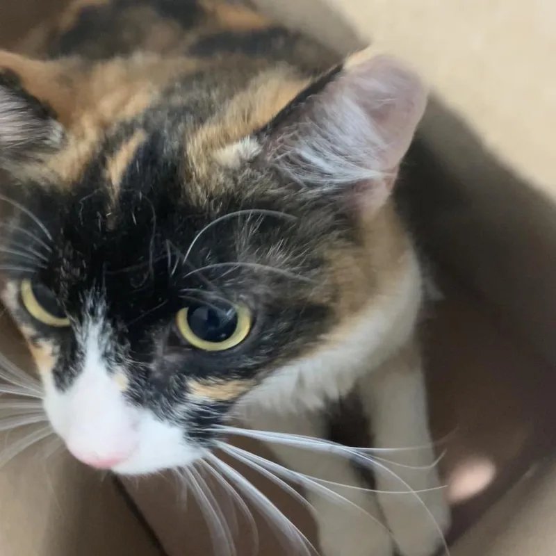 A young medium-sized female Calico Domestic Medium Hair cat named Magik for adoption in Naples, FL