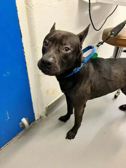 An adult large-sized male Mixed Breed dog named Poncho for adoption in Seattle, WA